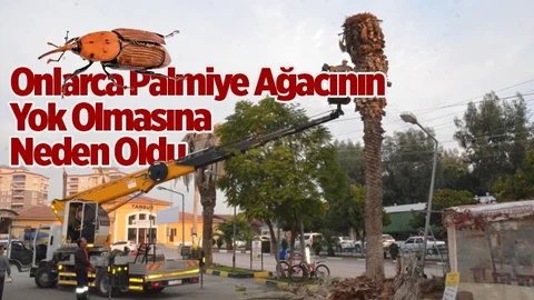 Kırmızı Palmiye Böceği Palmiye Ağaçlarını Yok Ediyor