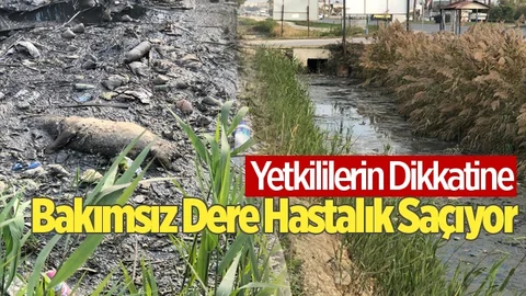 Mersin'de Bakımsız Dere Hastalık Saçıyor