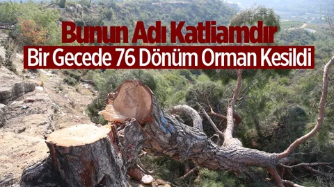 Mersin'de 76 Dönüm Kızılçam Ormanı Bir Gecede Kesildi