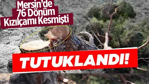 Mersin'de Ağaçları Kesen Şahıs Tutuklandı
