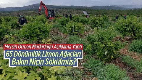 Mersin'de 65 Dönüm Narenciye Ağacı Bakın Neden Kesilmiş?