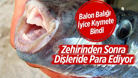 Balon Balığı Her Geçen Gün Değerli Olmaya Başladı