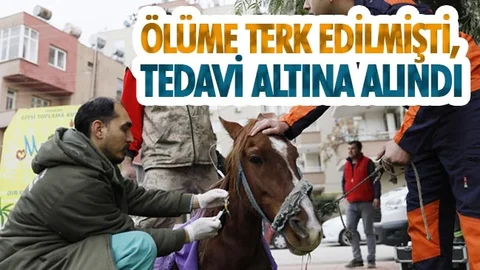 Ölüme Terk Edilen At, Tedavi Altına Alındı