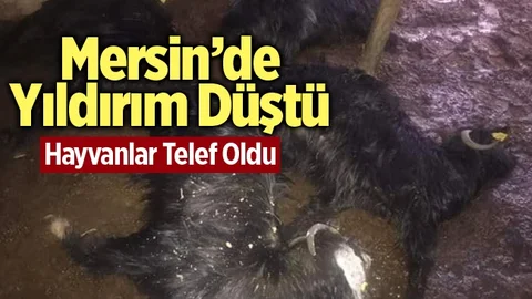Mersin'de Yıldırım Düştü, Hayvanlar Telef Oldu