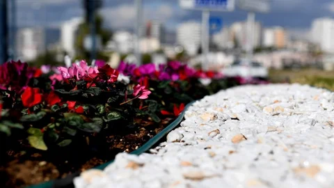 Mersin’in Dört Bir Yanı Çiçeklerle Bezendi