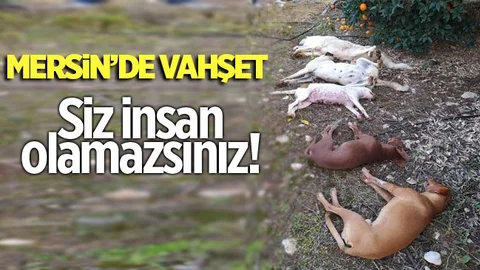 Mersin'de Vahşet