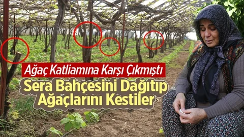 Mersin'de Ağaç Katliamına Karşı Çıkan Muhtarın Bahçesini Katlettiler
