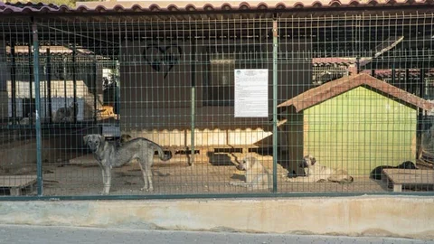 On Ayda 1500 Kedi ve 2 Bin Köpek İyileştirildi