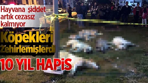 Köpekleri Zehirleyenlere 10 Yıl Hapis Cezası Verildi