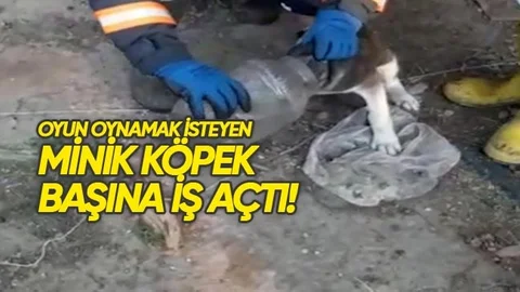 Minik Köpeğin Oyun Merakı Başına İş Açtı