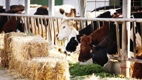 Yemde Küresel Tehdit, Üretici Kaygılı