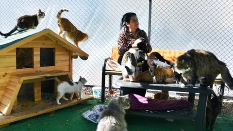 Hayvan Dostu Yenişehir Belediyesi