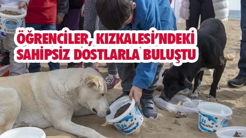 Kızkalesi Sahilindeki Köpeklere Mama ve Su Verildi