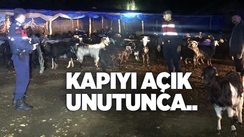 Kapı Açık Unutulunca!