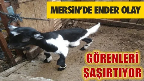 Görenleri Şaşırtıyor