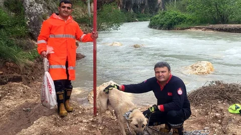 "Karamel" Artık Güvenli Ellerde