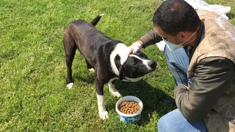 Herkes Evde, Büyükşehir Can Dostlar İçin Görevde