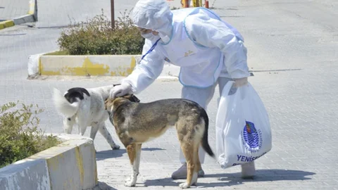 Covid-19 Sürecinde Sokaktaki Canlar da Hizmet