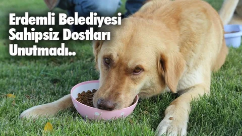 Erdemli Belediyesi Can Dostlarımıza Aş Oldu