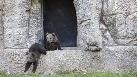 100 Günlük İki Minik Boz Ayı Tarsus Doğa Parkı’nın Maskotu Oldu