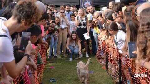 Sokak Hayvanlarını Besleyecek Kişiler İçin Duyuru