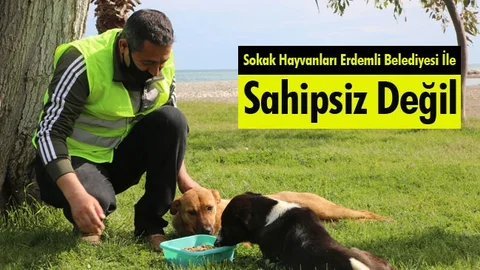 Erdemli Belediyesinden Sokak Hayvanlarına Mama ve Su Desteği