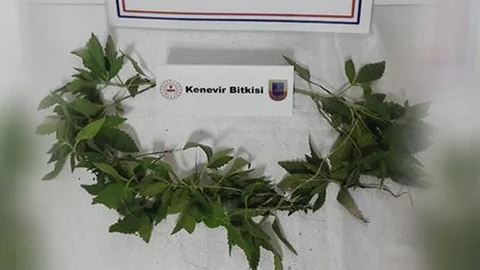 Mersin Tarsus’ta Hint Keneviri Ele Geçirildi