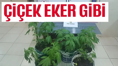 Saksıya Hint Keneviri Ekerken Yakalandılar