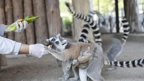 Lemur’un İkiz Bebek Mutluluğu