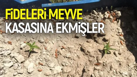 Meyve Kasasına Kenevir Fidesi Ekmişler