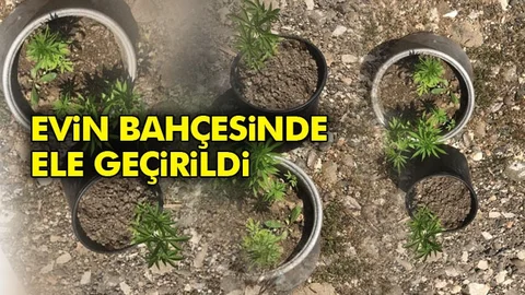 Saksılara Ekilmiş Hint Keneviri Ele Geçirildi