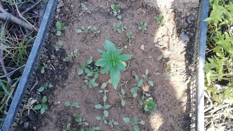 Çilek Tarlasındaki Kasalara Esrar Ekmiş!