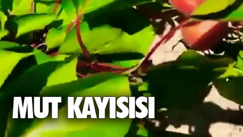 Kalite ve Lezzetiyle Mut Kaysısı