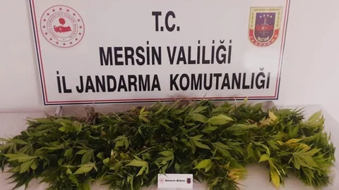 Bahçe ve Çatı Katına Kenevir Ekmiş