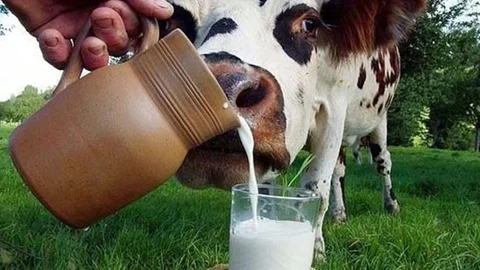 Ticari Süt İşletmelerince Mart Ayında 878 Bin 593 Ton İnek Sütü Toplandı