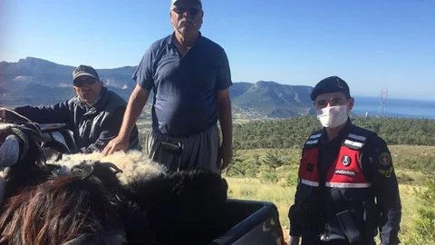 6 Küçükbaş Sahibine Teslim Edildi