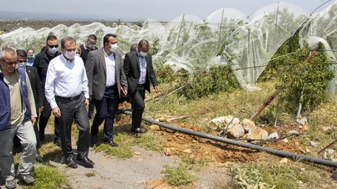 Üreticilere Lavanta Fidesi