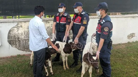 Hayvan Hırsızı 2 Kişi Tutuklandı