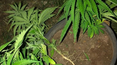 Teneke ve Çiçek Saksılarına Ekilmiş Kenevir Ele Geçirildi