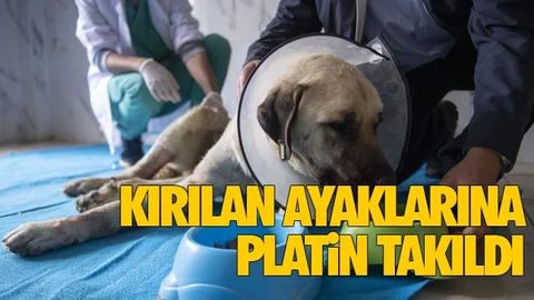 Hepsi Can Dostlar İçin