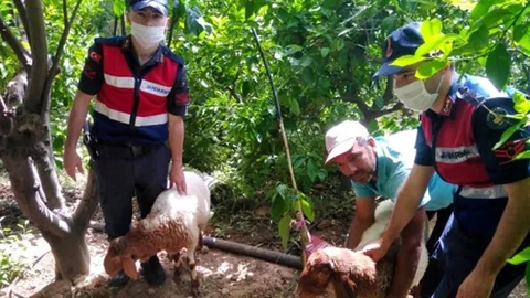 Kümes Hayvanı Hırsızlığı