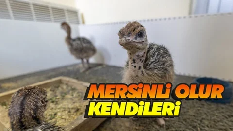 Hemde İlk Dünyaya Gelenler 7 Aylık