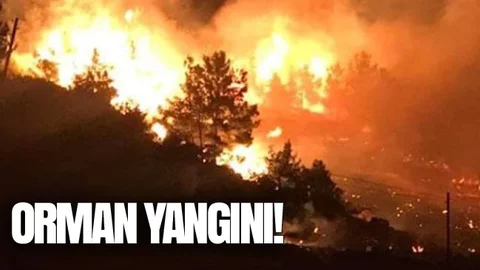 Kızılçam Ormanında Yangın!
