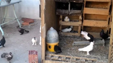 Jandarma Tarsus'ta Meydana Gelen Faili Meçhul Kümes Hayvanı Hırsızlığı Olayını Aydınlattı