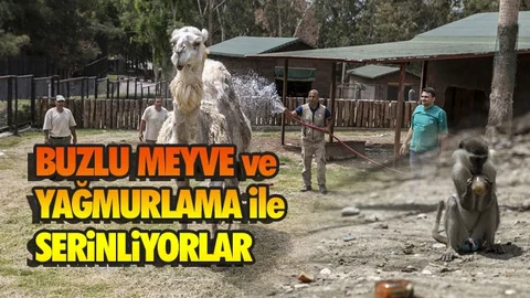 Doğa Parkı Sakinleri Buzlu Meyve ve Yağmurlama Yöntemi İle Serinliyor