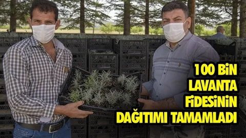 100 Bin Lavanta Fidesi