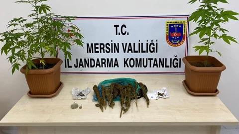 Evin Banyosunda Saksıya Ekilmiş Kenevir Bitkisi Ele Geçirildi