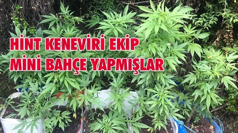 Saksı Saksı Ekmişler!