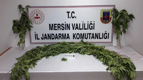 Tarlaya Yasadışı Ekilmiş 226 Kök Hint Keneviri Bitkisi Ele Geçirildi