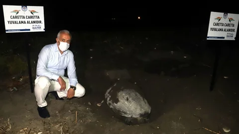 Carettalar İçin Yaşam Nöbeti